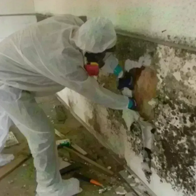 Mold Remediation and Removal in Hutchins, TX